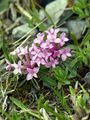 Striated Mezereon - Daphne striata Tratt.
