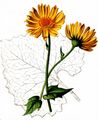 Herzblättrige Gemswurz - Doronicum columnae Ten.