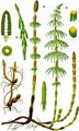 Shady Horsetail - Equisetum pratense Ehrh.