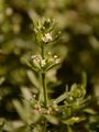 Warty Bedstraw - Galium verrucosum Huds.