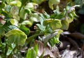 Orientalische Nieswurz - Helleborus orientalis Lam.