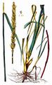Lyme-Grass - Leymus arenarius (L.) Hochst.