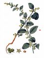 Many-Seeded Goosefoot - Lipandra polysperma (L.) S. Fuentes & al.