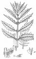 Gipsywort - Lycopus europaeus L.