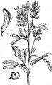 Lucerne - Medicago sativa L.