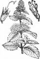 Water Mint - Mentha aquatica L.