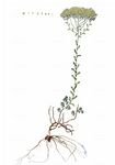 Silbriges Steinkraut - Odontarrhena muralis (Waldst. & Kit.) Endl. 