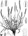 Krähenfuß-Wegerich - Plantago coronopus L.