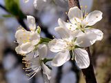 Wild Plum - Prunus domestica L.