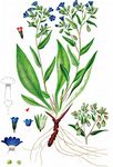 Schmalblatt-Lungenkraut - Pulmonaria angustifolia L. 