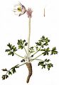 Arctic Violet - Pulsatilla vernalis (L.) Mill.