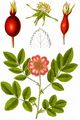 Alpine Rose - Rosa pendulina L.