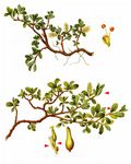 Stumpfblättrige Weide - Salix retusa L. 