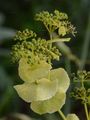 Perfoliate Alexanders - Smyrnium perfoliatum L.