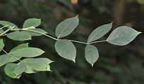Bladdernut - Staphylea pinnata L.