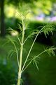 Shining Meadow-Rue - Thalictrum lucidum L.