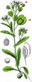 Field Penny-Cress - Thlaspi arvense L.