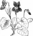Hunds-Veilchen - Viola canina L.