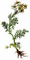  - Achillea clusiana Tausch