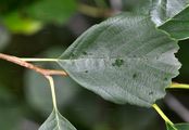 Alder - Alnus glutinosa (L.) Gaertn.
