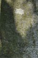 Grau-Erle - Alnus incana (L.) Moench