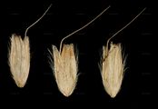 Marsh Foxtail - Alopecurus geniculatus L.