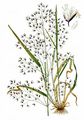 Bog Hair-Grass - Aristavena setacea (Huds.) F. Albers & Butzin