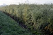 Garden Asparagus - Asparagus officinalis L.