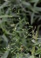 Dyer's Woodruff - Asperula tinctoria L.