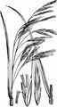Hairy-Brome - Bromopsis ramosa (Huds.) Holub