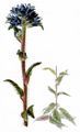Throatwort - Campanula cervicaria L.
