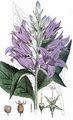 Giant Bellflower - Campanula latifolia L.