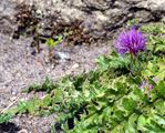 Dwarf Thistle - Cirsium acaulon (L.) Scop.