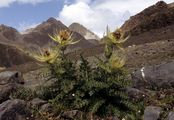 Alpen-Kratzdistel - Cirsium spinosissimum (L.) Scop.