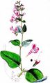 Wald-Bergminze - Clinopodium menthifolium (Host) Stace