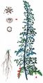 Mexican-Tea - Dysphania ambrosioides (L.) Mosyakin & Clemants