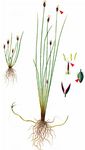 Armblütige Sumpfbinse - Eleocharis quinqueflora (Hartmann) O. Schwarz 