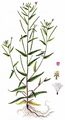 Short-Fruited Willowherb - Epilobium obscurum Schreb.