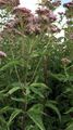 Gewöhnlicher Wasserdost - Eupatorium cannabinum L.