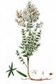 Nordisches Labkraut - Galium boreale L.