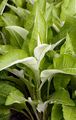 Elecampane - Inula helenium L.