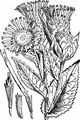 Elecampane - Inula helenium L.