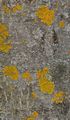 Walnut - Juglans regia L.