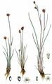 Moor-Binse - Juncus stygius L.