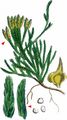 Alpine Clubmoss - Lycopodium alpinum L.