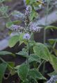 Round-Leaved Mint - Mentha suaveolens Ehrh.