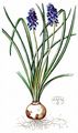 Grape-Hyacinth - Muscari neglectum Guss. ex Ten.