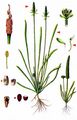 Mousetail - Myosurus minimus L.