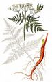 Sweet Cicely - Myrrhis odorata (L.) Scop.