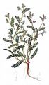 Bird's-Foot - Ornithopus perpusillus L.